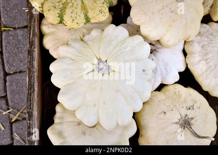 Courge d'été blanc Patypan Moonbeam avec forme ronde et peu profonde et bords festonnés Banque D'Images