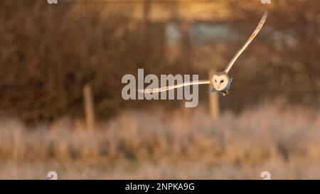 Barn Owl chasse en vol au crépuscule Banque D'Images