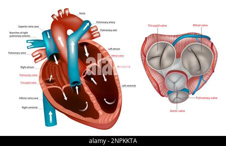 Structure de l'anatomie des valves cardiaques. Valvule mitrale, valvule pulmonaire, valvule aortique et valvule tricuspide. Vue antérieure du cœur et de la normale Illustration de Vecteur