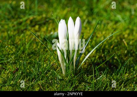 Crocus blancs dans l'herbe sous le soleil du matin. Gros plan fleurs dans le bourgeon. arrière-plan flou. Février pays-Bas. Banque D'Images