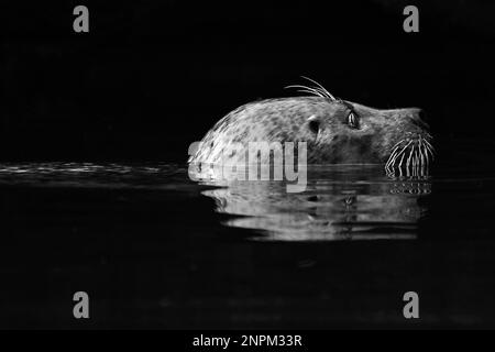 Scellez la tête avec un reflet dans l'eau du côté en noir et blanc Banque D'Images