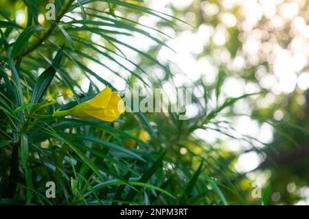 Fleur de Laurier jaune sur arbre avec feuilles vertes Banque D'Images