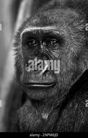 Portrait d'un gorille réfléchi dans un zoo regardant la caméra en noir et blanc Banque D'Images