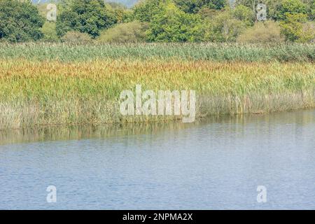 Reedbed (espèces de la queue de chat et de la roseau commune) - Typha latifolia et Phragmites communis. Plantes de terres humides typiques du Royaume-Uni. Banque D'Images