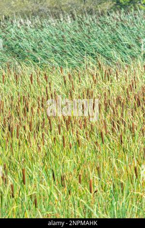 Roselière (Chat-queue et le roseau commun) - espèces Typha latifolia et Phragmites communis. Focalisation sur brown chefs des queues de chat à la mi-pic. Banque D'Images