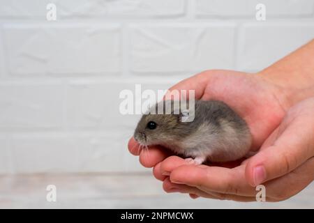 Petit hamster dzungarien dans les bras des enfants. Place pour une inscription. Banque D'Images