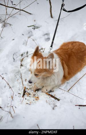 Un chien gallois Corgi Pembroke assis dans la neige sur une laisse s'ennuie et mord des bâtons. Joyeux chien dans la neige Banque D'Images