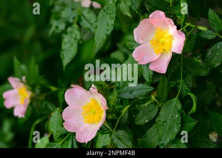 magnifique fleur de rosehip en fleurs après la pluie. Banque D'Images