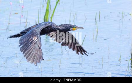 Cormorant survolant un lac en été. Prise près de Glastonbury sur les niveaux de Somerset Banque D'Images