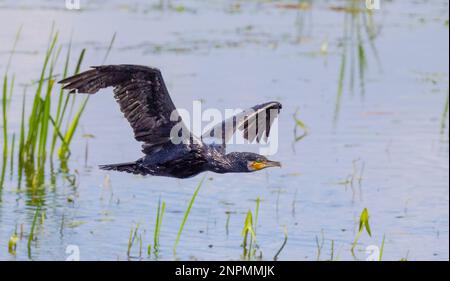 Cormorant survolant un lac en été. Prise près de Glastonbury sur les niveaux de Somerset Banque D'Images