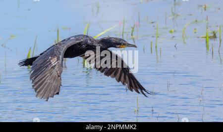 Cormorant survolant un lac en été. Prise près de Glastonbury sur les niveaux de Somerset Banque D'Images