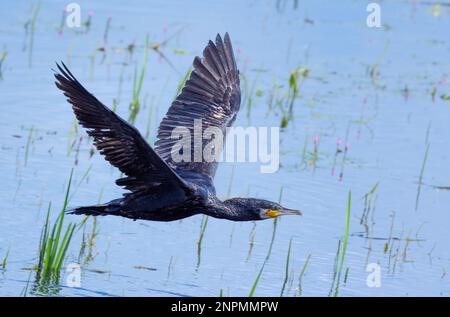 Cormorant survolant un lac en été. Prise près de Glastonbury sur les niveaux de Somerset Banque D'Images