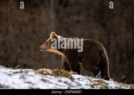 Ours brun, Ursus arctos. Montagnes de Bieszczady, Carpates, Pologne. Banque D'Images