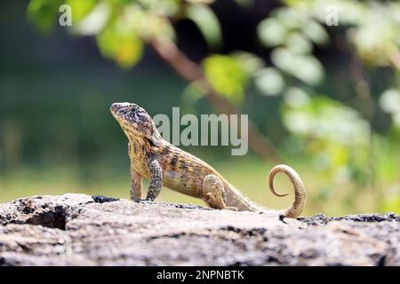 Portrait de Lizard de la queue de curly du Nord assis sur une pierre sur fond d'arbres verts. Iguana Leiocephalus carinatus sur l'île de Cuba Banque D'Images