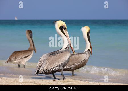 Pélicans reposant sur le sable de la plage de l'océan Atlantique. Oiseaux sauvages à Varadero, Cuba Banque D'Images