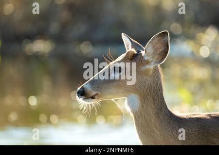 Key Deer dans l'habitat naturel du parc de l'État de Floride. Banque D'Images