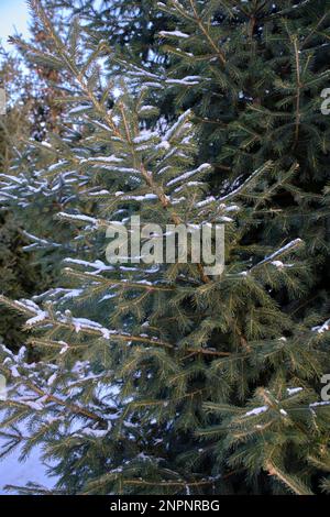 Les branches d'épinette sont couvertes de neige, l'hiver est en forêt Banque D'Images