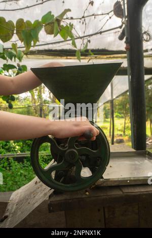 Gros plan de la main d'une femme utilisant un petit moulin à manivelle vert pour moudre le café à l'intérieur d'une serre avec des plantes vertes de fond Banque D'Images