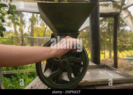 Gros plan de la main d'une femme utilisant un petit moulin à manivelle vert pour moudre le café à l'intérieur d'une serre avec des plantes vertes de fond Banque D'Images