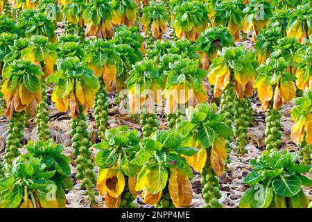 Les choux de Bruxelles (brassica) sont partis au cours de l'hiver et mûrissent dans un champ avant d'être récoltés, Angus, Écosse, Royaume-Uni. Banque D'Images