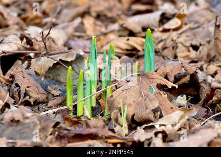 Daffodil (narcisse), gros plan montrant un groupe de nouvelles pousses poussant à travers la litière de feuilles sèche et en décomposition d'un plancher de bois. Banque D'Images
