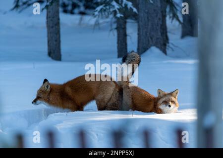 Deux renards rouges (mâles femelles Vulpes) vus en position d'accouplement lors de la lutte contre la posture pendant la saison d'hiver avec de la neige et un fond blanc. Banque D'Images