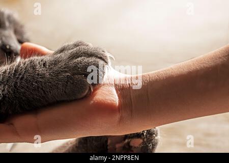 la main de l'enfant tient la patte d'un chat gris couché sur le sol. horizontale Banque D'Images