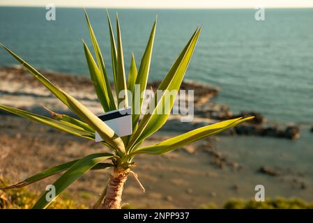 Le petit arbre de palmier se balance dans le vent contre Blue Sky et Sea Horizon Corfou, Grèce. Carte de banque blanche en plastique sur le palmier. Concept d'économie verte. Banque D'Images