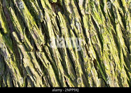 Wych Elm (ulmus glabra), gros plan montrant les détails et les textures de l'écorce d'un arbre mûr. Banque D'Images