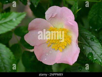 magnifique fleur de rosehip en fleurs après la pluie. Banque D'Images