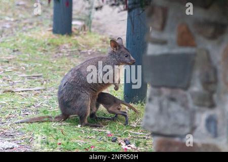 Pademelon wallaby à ventre roux avec joey sur l'île Bruny en Tasmanie Banque D'Images