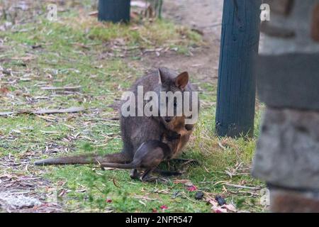 Femme tasmanienne pademelon et joey sur l'île de Bruny Banque D'Images