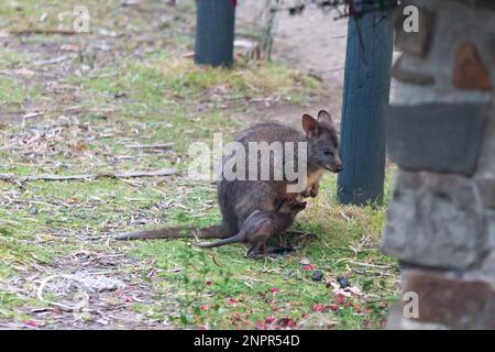 Femme tasmanienne pademelon et joey sur l'île de Bruny Banque D'Images