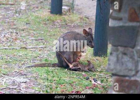 Femme tasmanienne pademelon et joey sur l'île de Bruny Banque D'Images