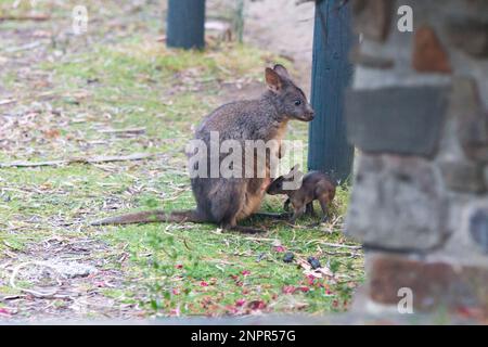 Femme tasmanienne pademelon et joey sur l'île de Bruny Banque D'Images