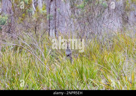 Wallaby de Wild Bennett sur l'île Bruny en Tasmanie Banque D'Images