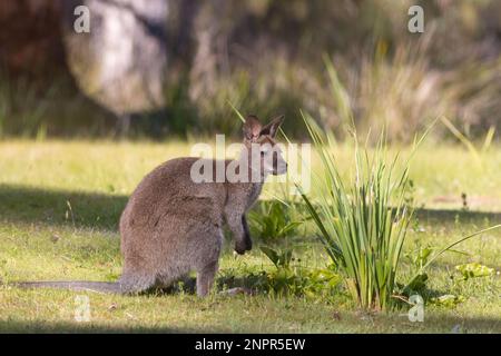 Wallaby de Wild Bennett sur l'île Bruny en Tasmanie Banque D'Images