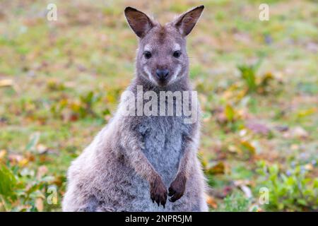 Le wallaby de Wild Bennett sur Bruny Island, Tasmanie, est mignon Banque D'Images