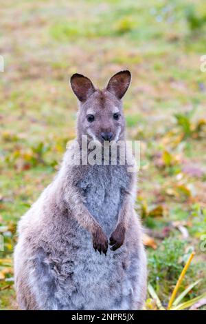 Le wallaby de Wild Bennett sur le portrait vertical de Bruny Island en Tasmanie Banque D'Images