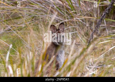 Wallaby de Wild Bennett sur l'île Bruny en Tasmanie Banque D'Images