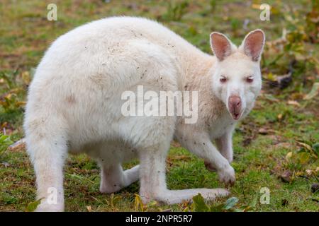 Le wallaby de Wild Albino Bennett sur l'île Bruny en Tasmanie Banque D'Images