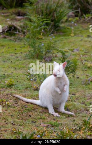 Wallaby d'albinos blanc sauvage de Bennett sur l'île Bruny en Tasmanie Banque D'Images