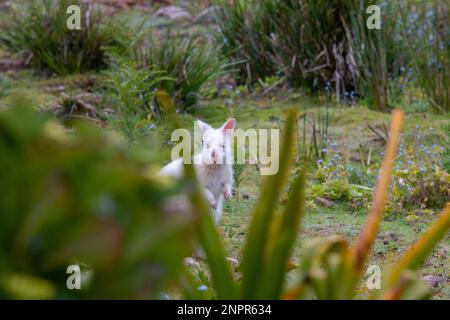 Charmant wallaby sauvage d'Albino Bennett sur l'île Bruny en Tasmanie Banque D'Images