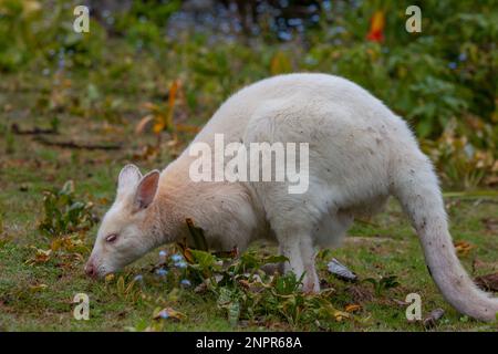 Le wallaby blanc sauvage d'Albino Bennett sur l'île Bruny en Tasmanie Banque D'Images