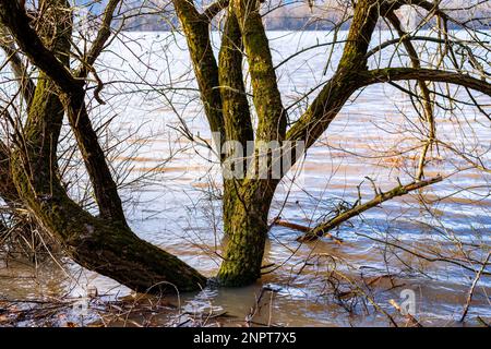 Inondation sur le Danube au printemps Banque D'Images