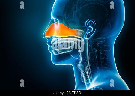 Illustration du rendu de la cavité nasale 3D avec contours de corps mâles, vue latérale ou profil par rayons X. Anatomie du nez humain, sinusite, médical, biologie, s Banque D'Images