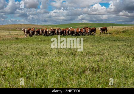 Un troupeau de bovins Hereford qui broutage sous un grand ciel de prairie dans un pâturage de la Saskatchewan Banque D'Images