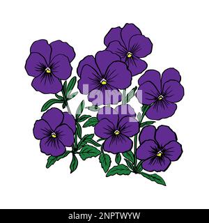 Esquisse de viola. Fleurs violettes sur fond blanc. Dessin de graphiques vectoriels avec motif floral pour le design. Illustration vectorielle. Illustration de Vecteur