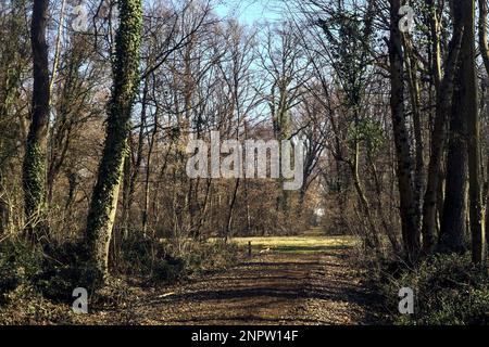 Intersection entre les sentiers dans un parc par jour d'hiver dans la campagne italienne Banque D'Images