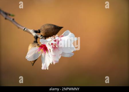 Fleurs d'amandes et fruits en gros plan Banque D'Images